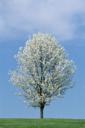 the Bradford Pears