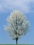the Bradford Pears