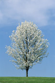 Bradford Pear